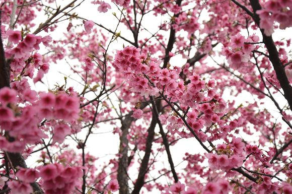 平菁街櫻花巷37