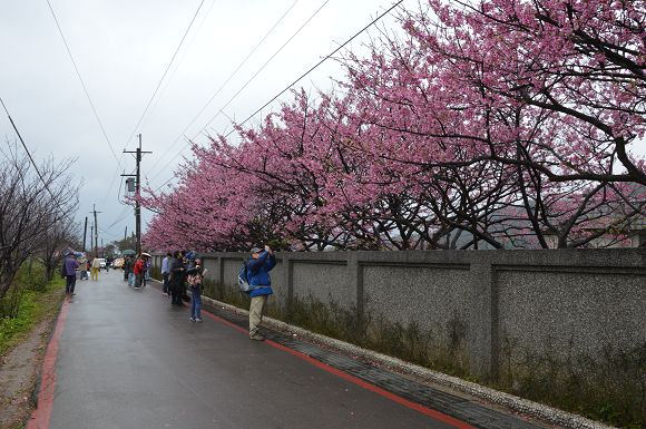 平菁街櫻花巷15