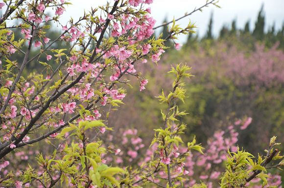 平菁街櫻花巷33