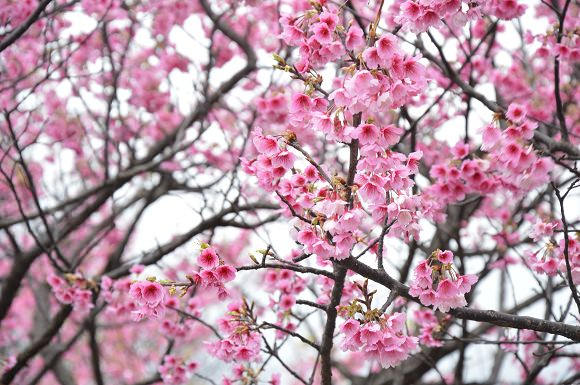 平菁街櫻花巷28