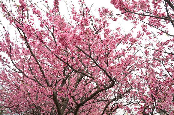 平菁街櫻花巷30