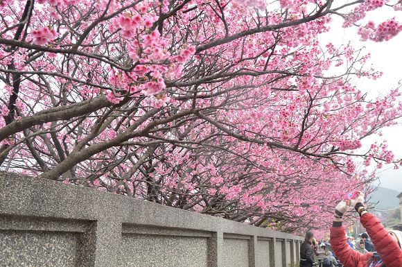 平菁街櫻花巷26