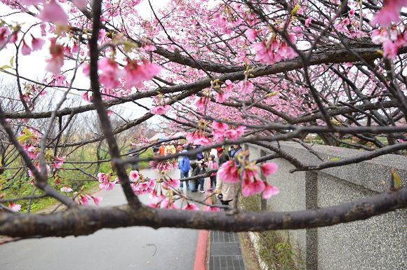 平菁街櫻花巷11