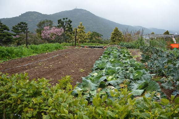平菁街櫻花巷05