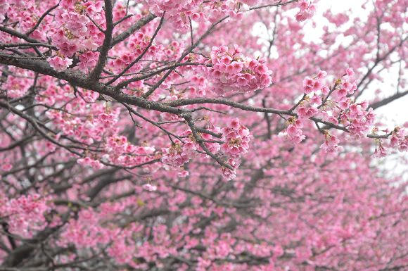 平菁街櫻花巷25