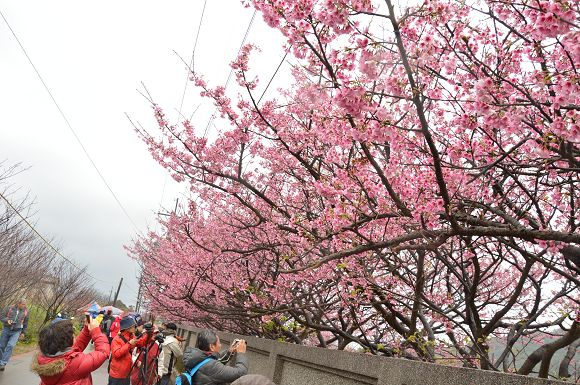 平菁街櫻花巷41