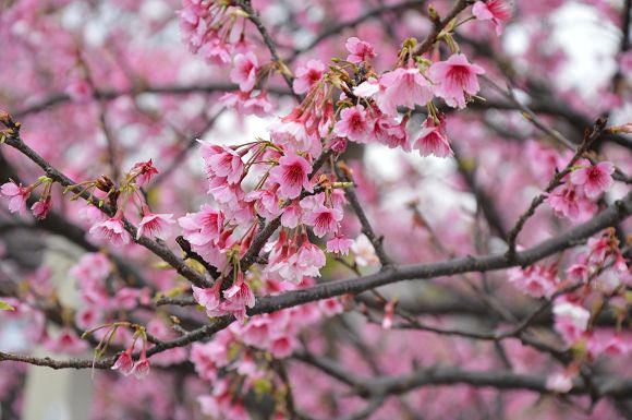 平菁街櫻花巷09