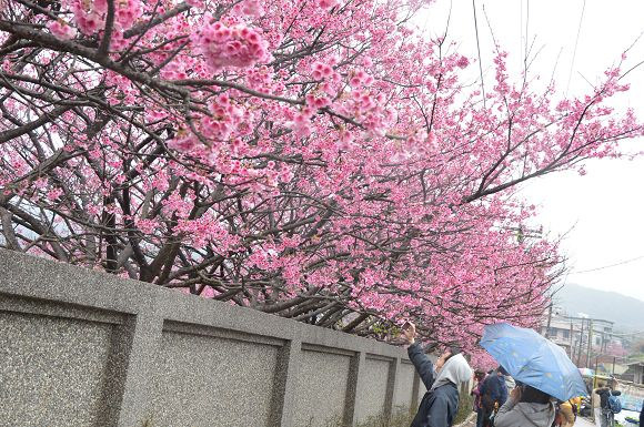 平菁街櫻花巷24