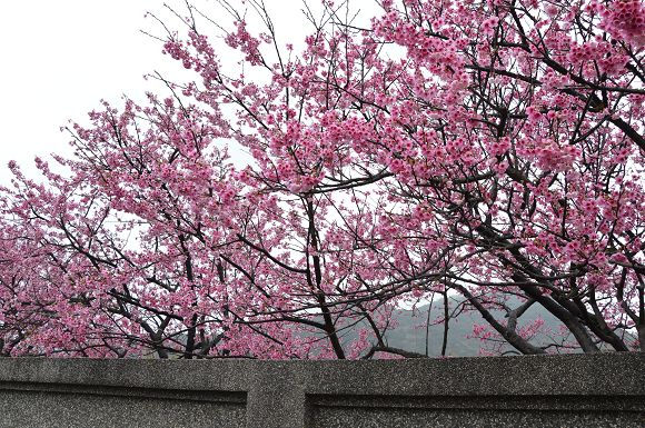 平菁街櫻花巷12