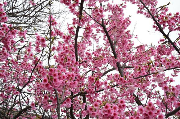 平菁街櫻花巷31