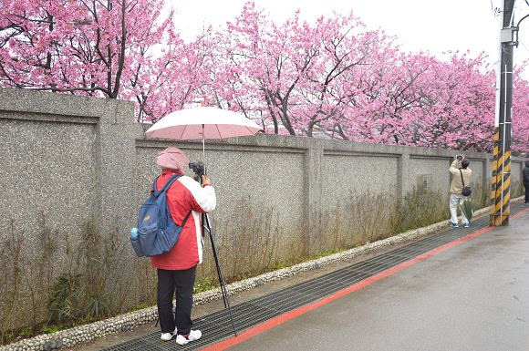 平菁街櫻花巷22
