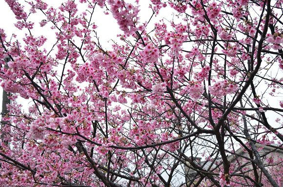 平菁街櫻花巷08