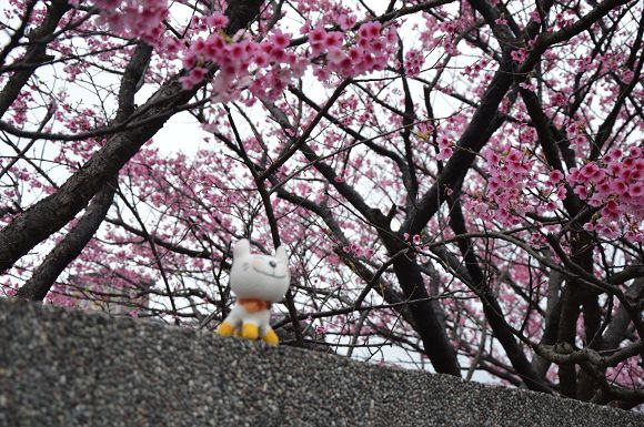 平菁街櫻花巷20