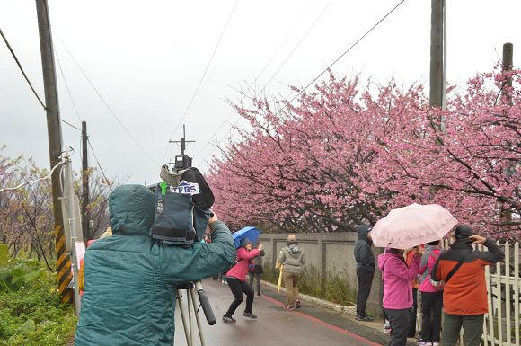 平菁街櫻花巷40