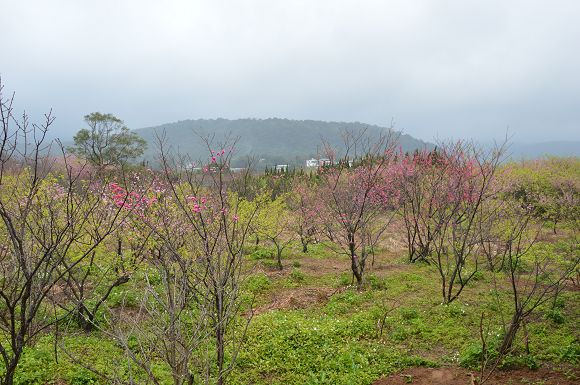 平菁街櫻花巷35