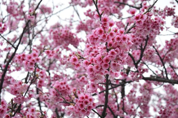 平菁街櫻花巷17