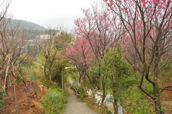 平菁街櫻花巷34