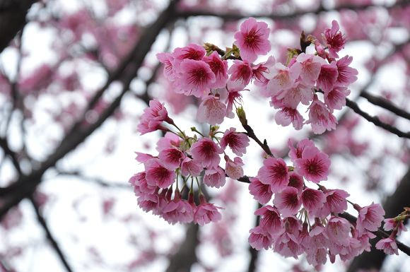 平菁街櫻花巷21