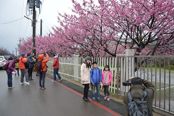 平菁街櫻花巷16