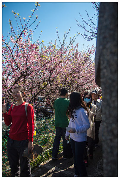 平菁街賞寒櫻