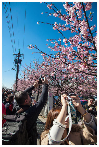 平菁街賞寒櫻