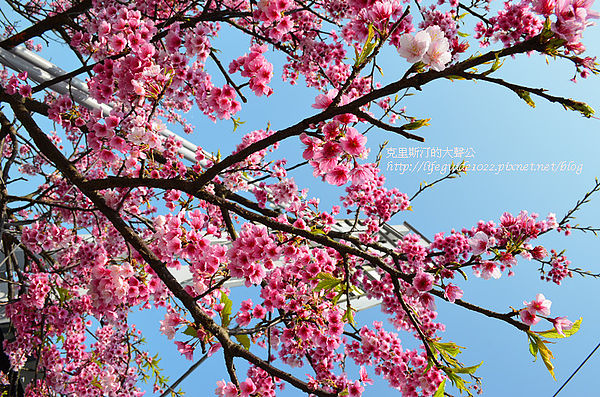 平菁街 073_副本.jpg