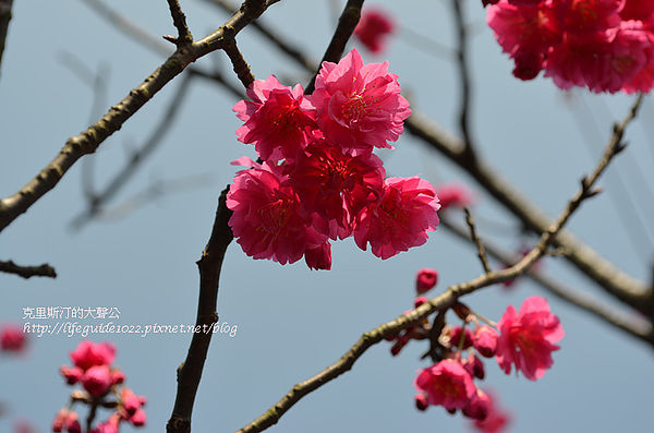 平菁街 037_副本.jpg