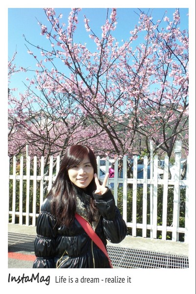 陽明山平等里：2015陽明山櫻花季平菁街42巷