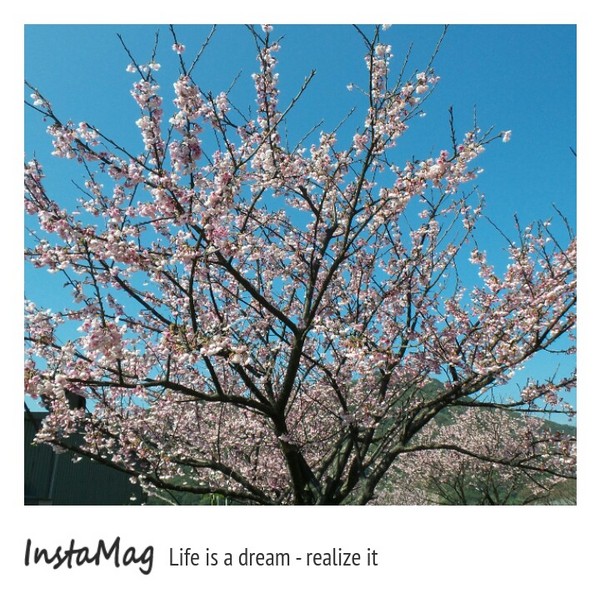 陽明山平等里：2015陽明山櫻花季平菁街42巷