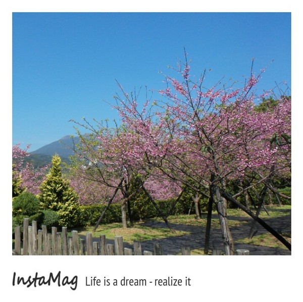 陽明山平等里：2015陽明山櫻花季平菁街42巷