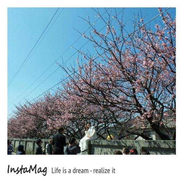 陽明山平等里：2015陽明山櫻花季平菁街42巷