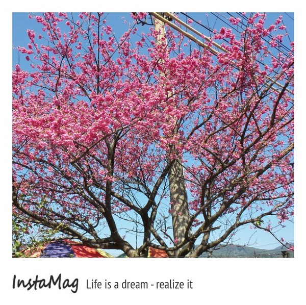 陽明山平等里：2015陽明山櫻花季平菁街42巷