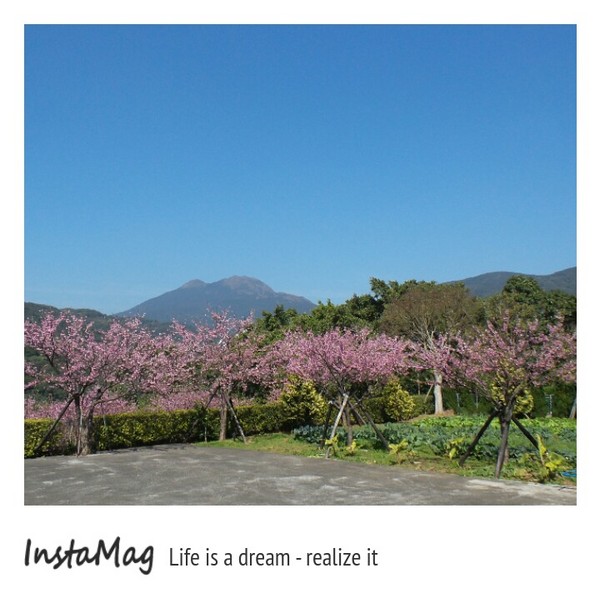 陽明山平等里：2015陽明山櫻花季平菁街42巷