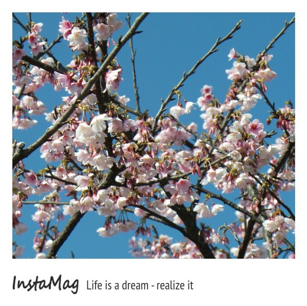 陽明山平等里：2015陽明山櫻花季平菁街42巷