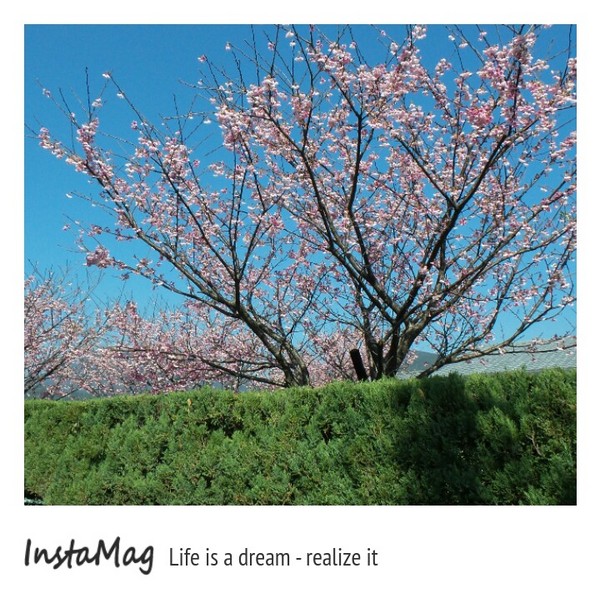 陽明山平等里：2015陽明山櫻花季平菁街42巷