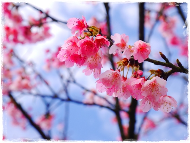 陽明山平菁街42巷