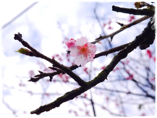 陽明山平菁街42巷