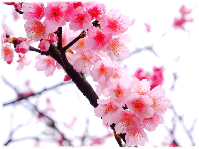 陽明山平菁街42巷