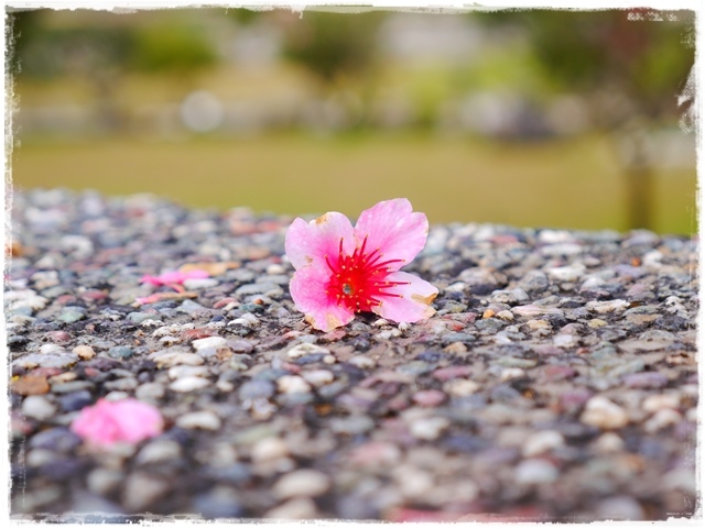 陽明山平菁街42巷
