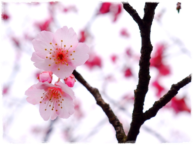 陽明山平菁街42巷