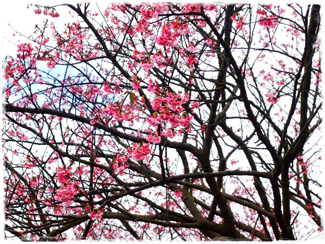 陽明山平菁街42巷