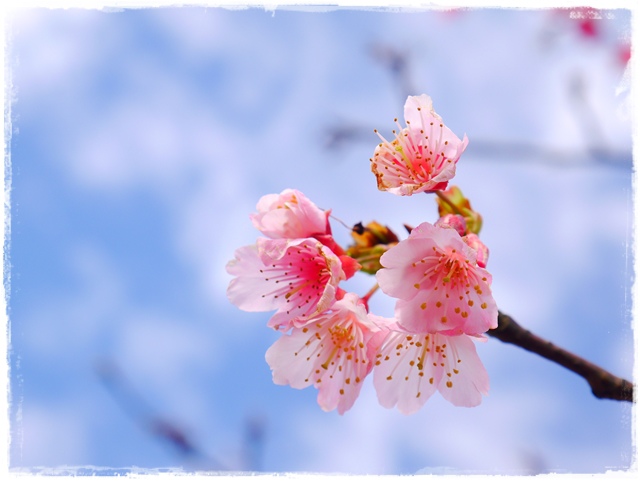 陽明山平菁街42巷