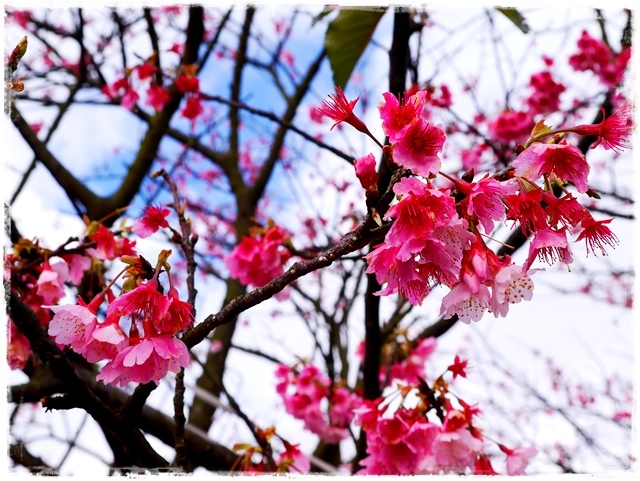 陽明山平菁街42巷