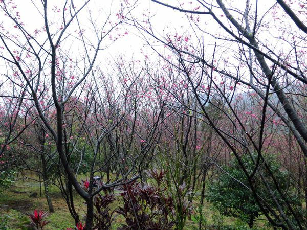 【台北旅遊】楓樹湖-2016年3月櫻花盛開、水蓮花