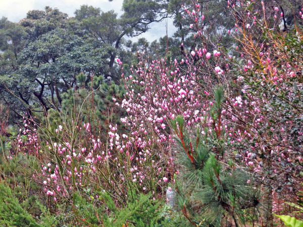 【台北旅遊】楓樹湖-2016年3月櫻花盛開、水蓮花