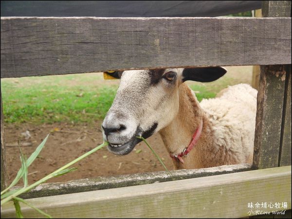 桃園味全埔心牧場P1550203_調整大小1.JPG