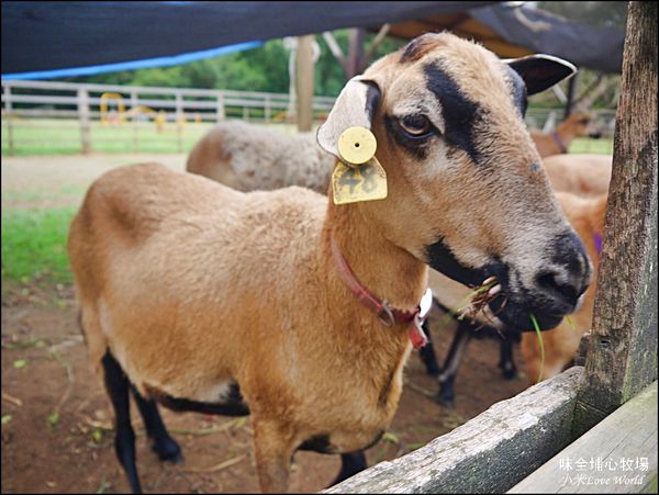桃園味全埔心牧場P1550196_調整大小1.JPG