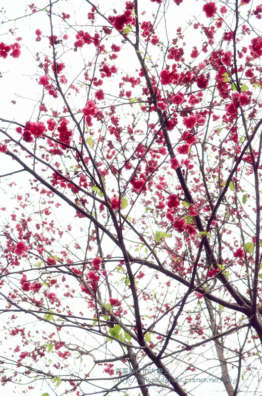 濁水巷 111_副本.jpg