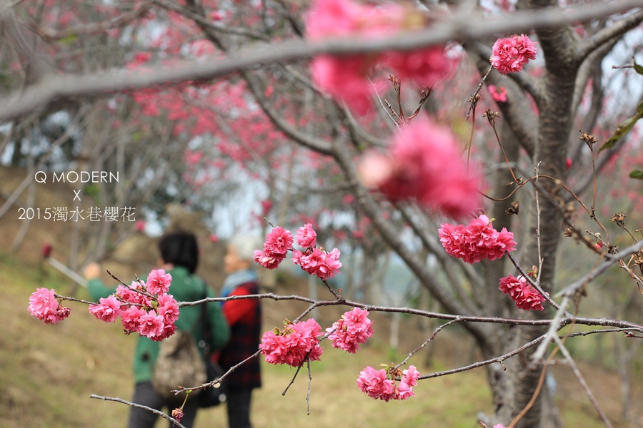 2015濁水巷櫻花