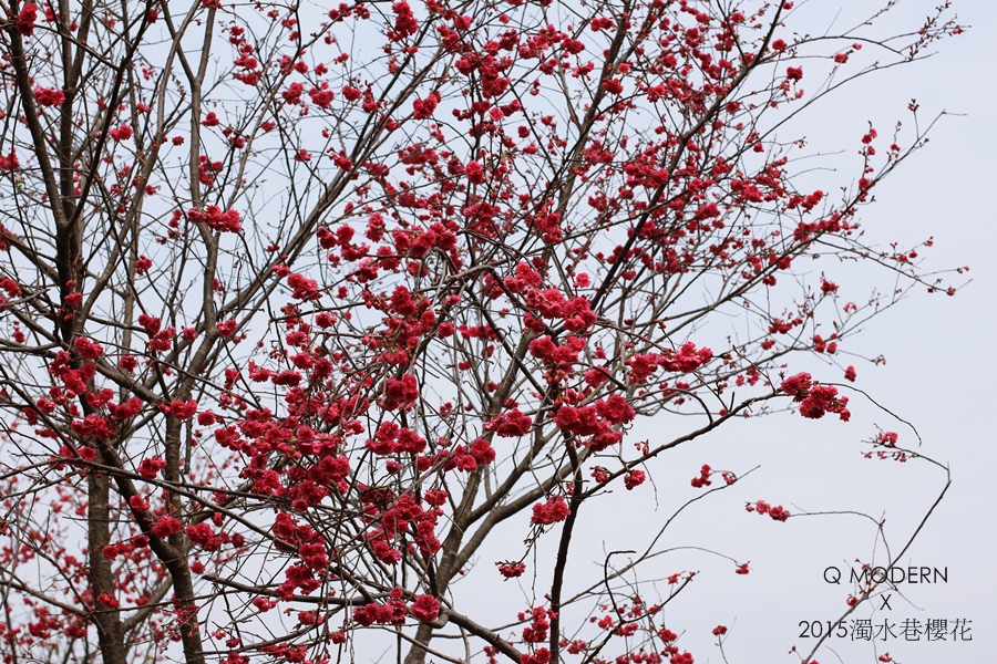 台中賞櫻Q摩登